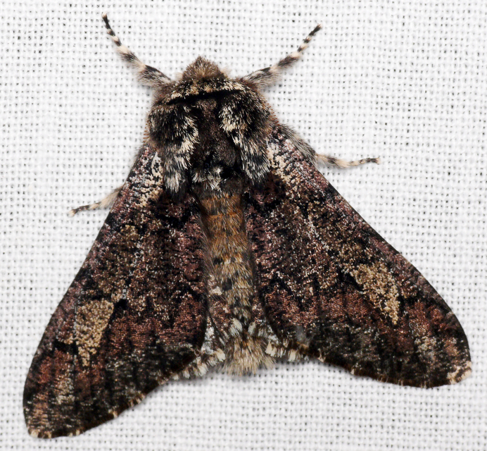Biston strataria - barnapettyes araszoló