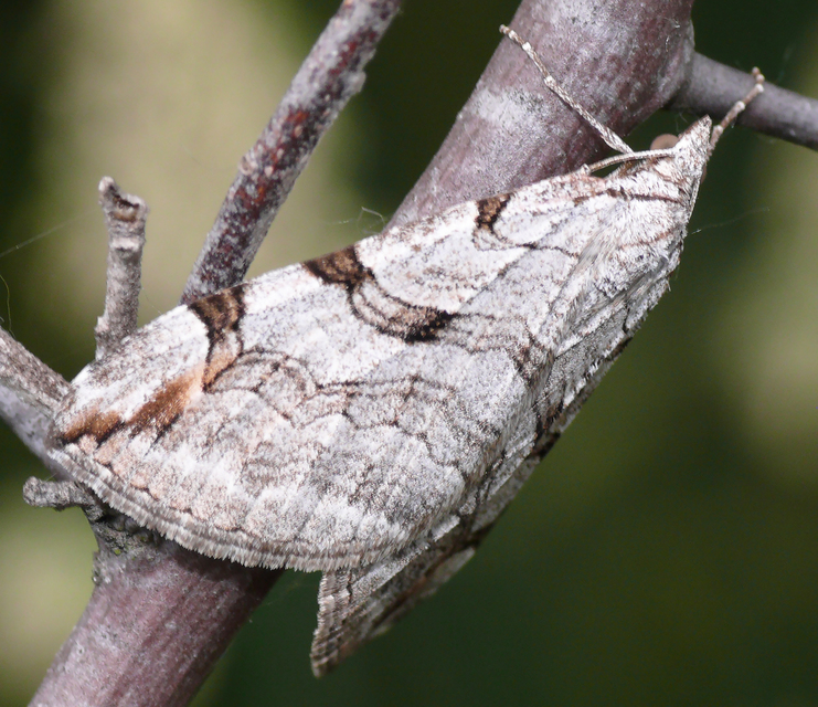 Aplocera efformata/plagiata