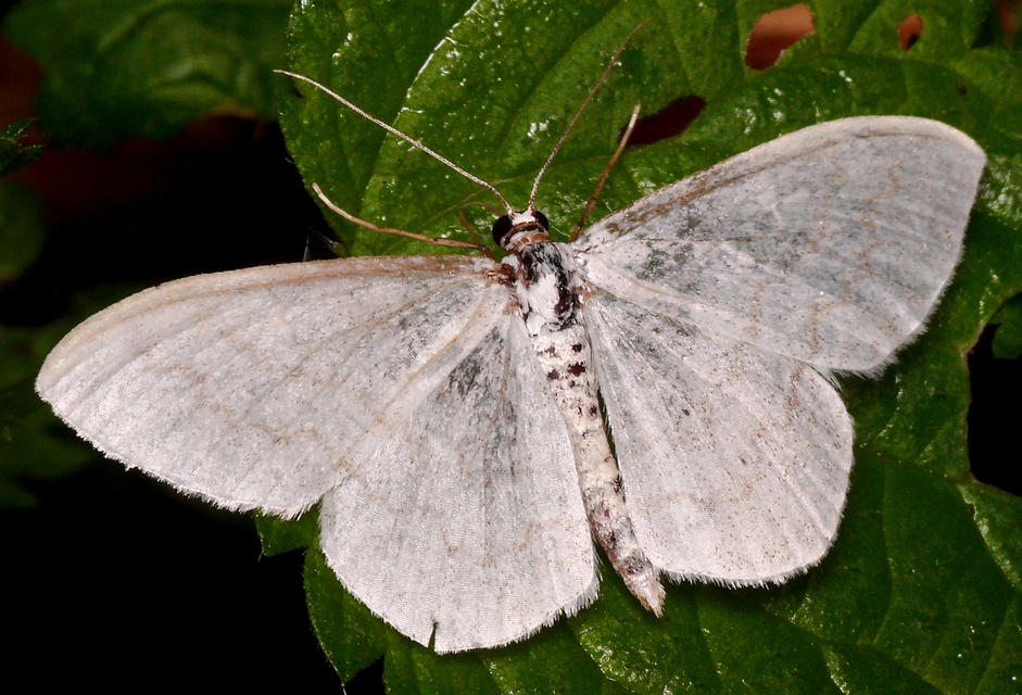 Scopula floslactata - tejfehér sávosaraszoló