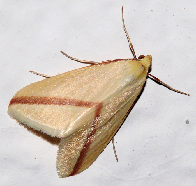 Rhodometra sacraria - rózsacsíkos araszoló