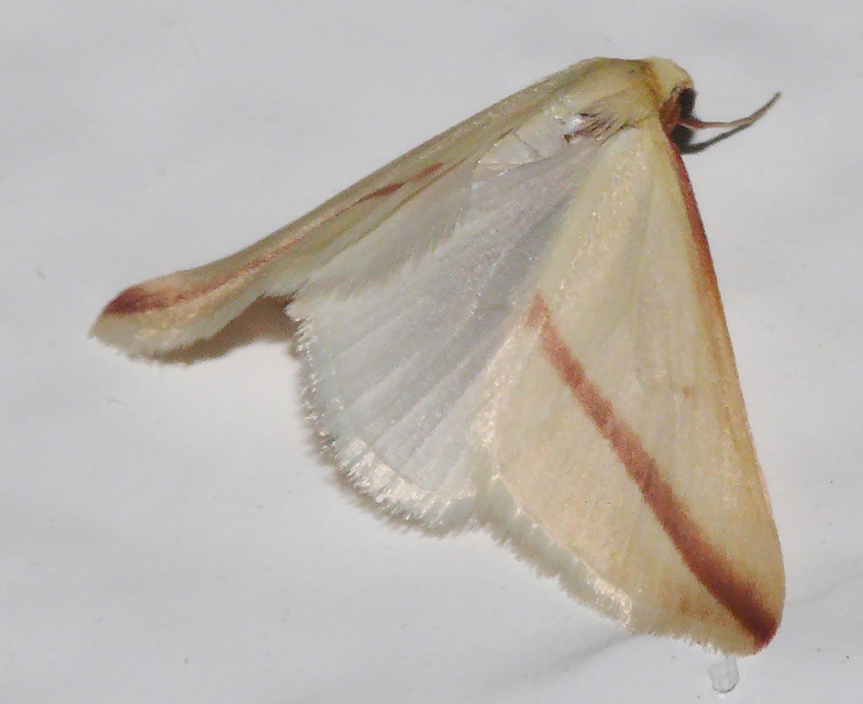 Rhodometra sacraria - rózsacsíkos araszoló