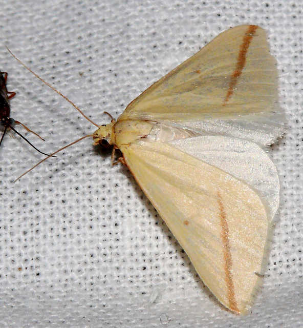 Rhodometra sacraria - rózsacsíkos araszoló