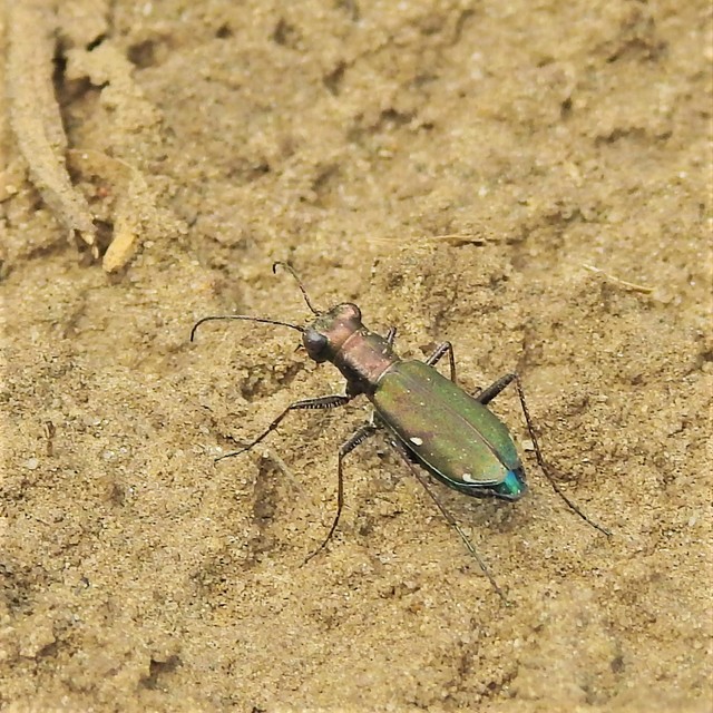 Cylindera germanica - parlagi homokfutrinka