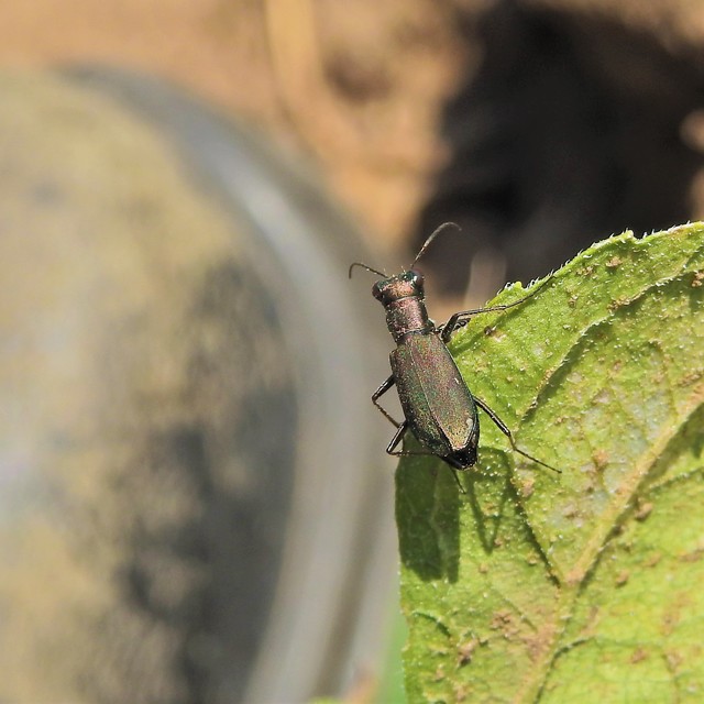 Cylindera germanica - parlagi homokfutrinka