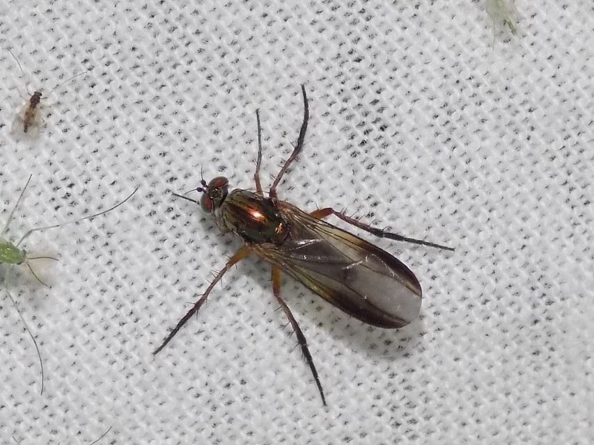 Dolichopodidae - szúnyoglábú legyek