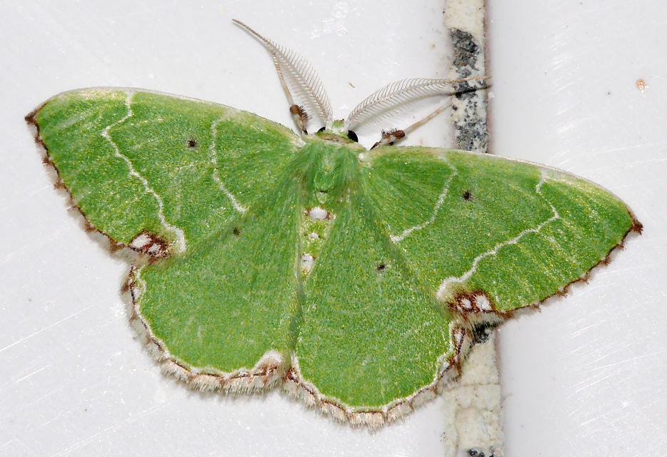 Proteuchloris neriaria