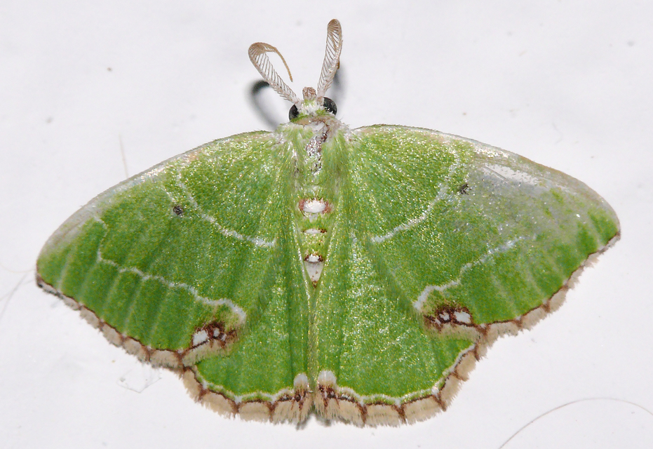 Proteuchloris neriaria