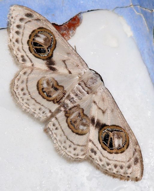 Problepsis ocellata
