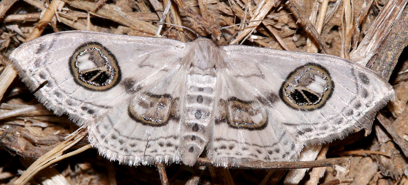 Problepsis ocellata