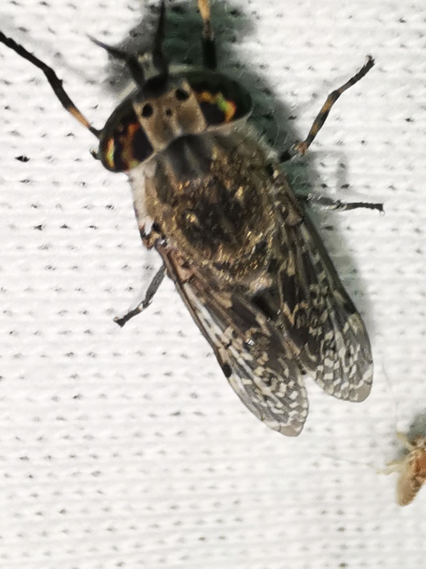 Haematopota