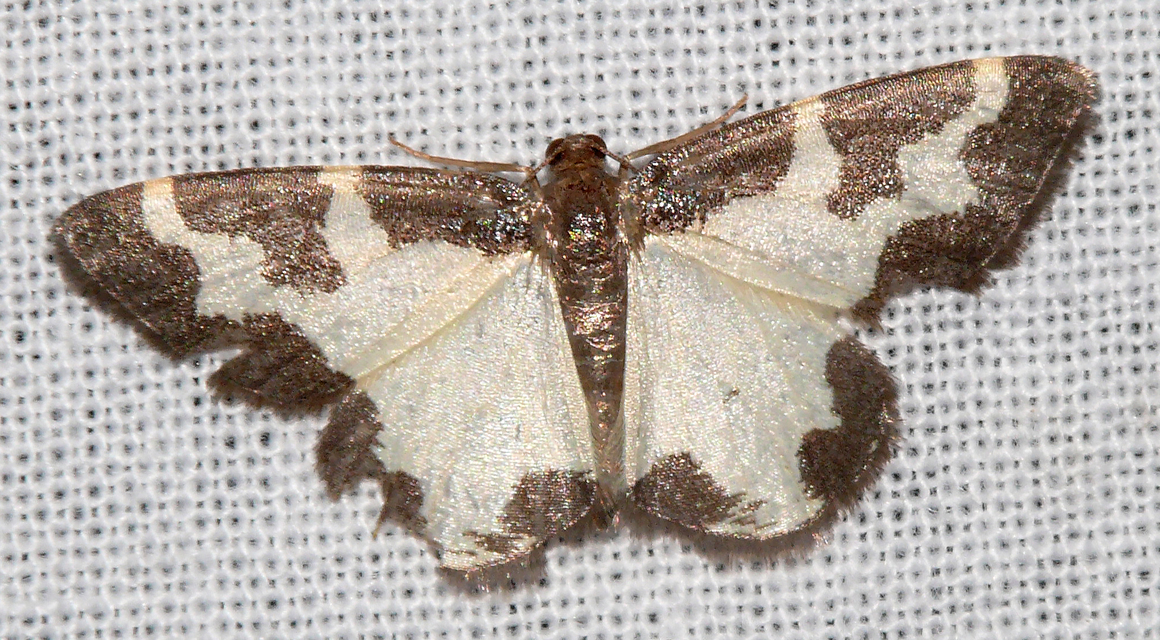 Lomaspilis marginata - szegélyes nyárfaaraszoló