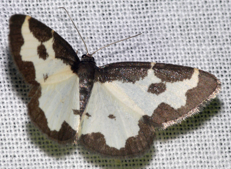 Lomaspilis marginata - szegélyes nyárfaaraszoló