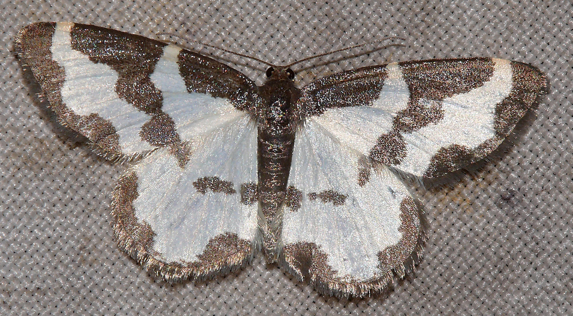 Lomaspilis marginata - szegélyes nyárfaaraszoló