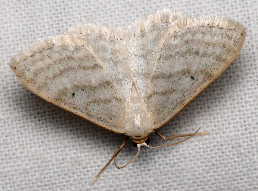 Idaea subsericeata - ötvonalas apróaraszoló
