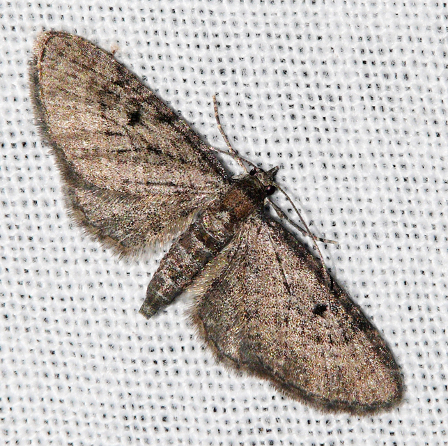 Eupithecia virgaureata - aranyvessző-törpearaszoló