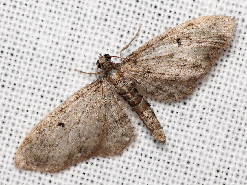 Eupithecia virgaureata - aranyvessző-törpearaszoló
