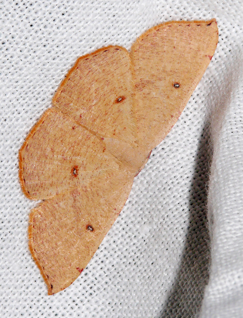 Cyclophora puppillaria - déli pettyesaraszoló