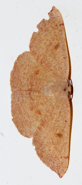 Cyclophora puppillaria - déli pettyesaraszoló