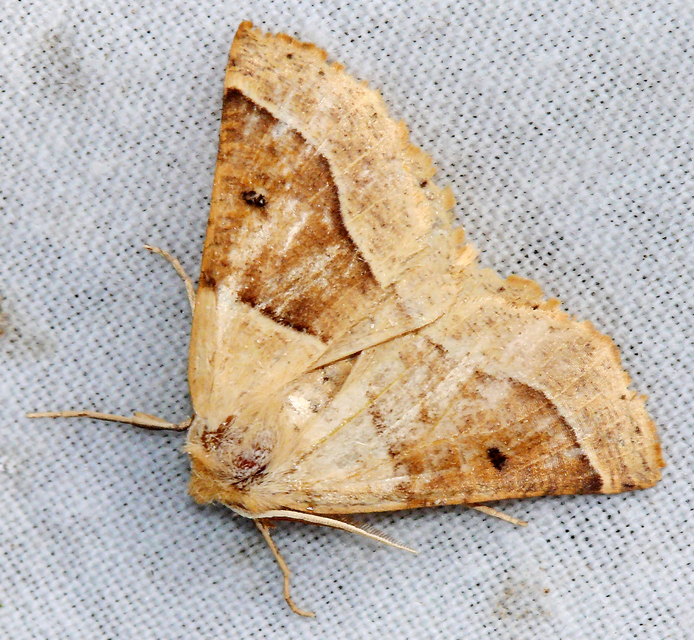 Crocallis elinguaria - sárga sávosaraszoló