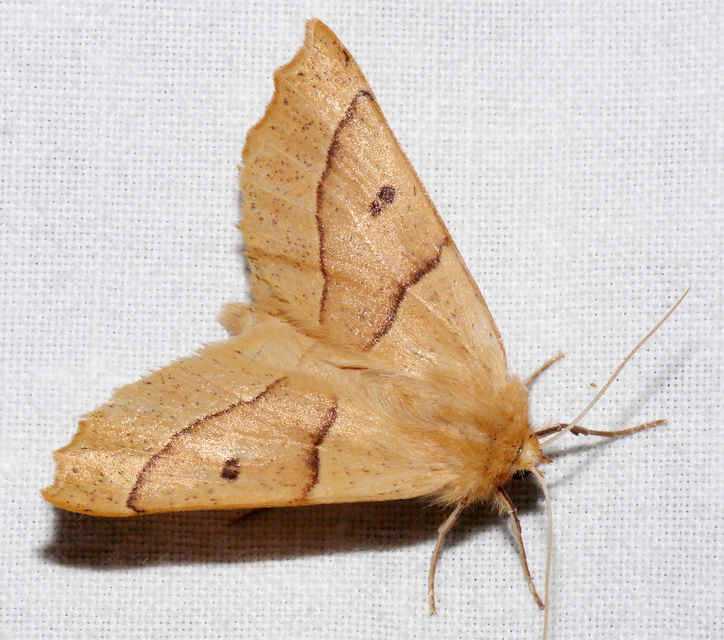 Crocallis elinguaria - sárga sávosaraszoló