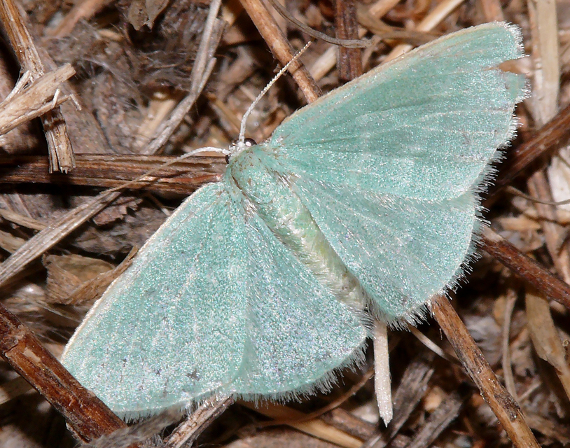 Xenochlorodes olympiaria