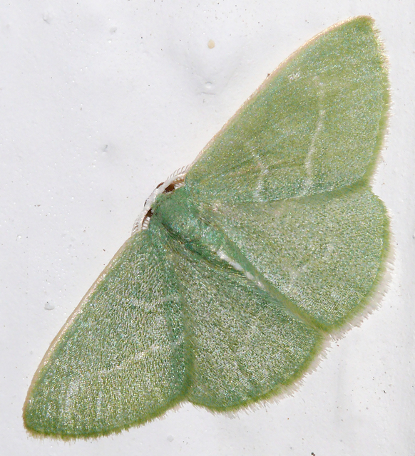 Xenochlorodes olympiaria