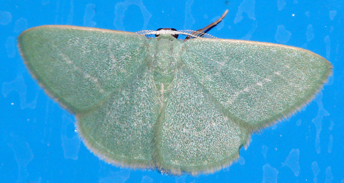 Xenochlorodes olympiaria