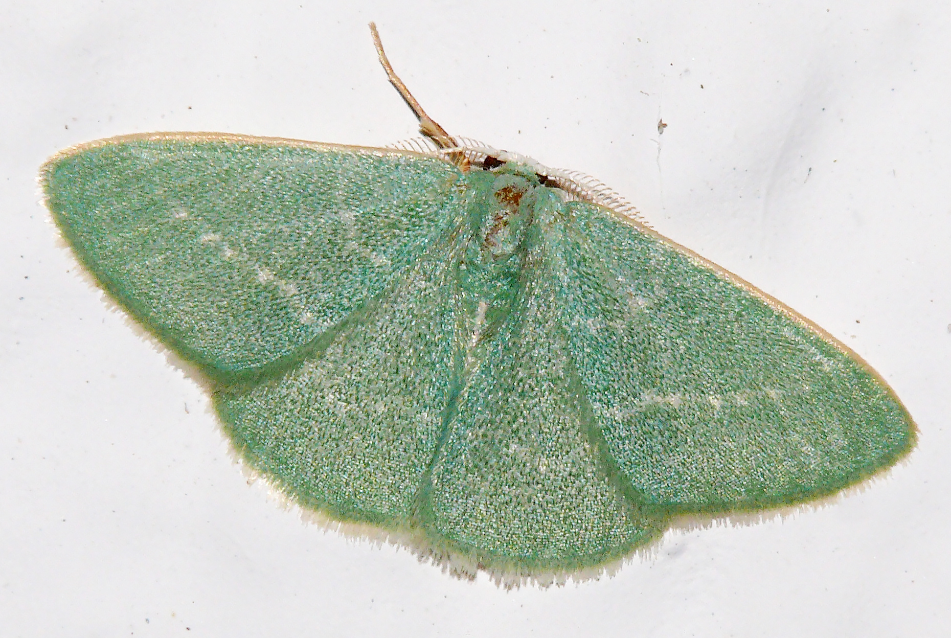Xenochlorodes olympiaria