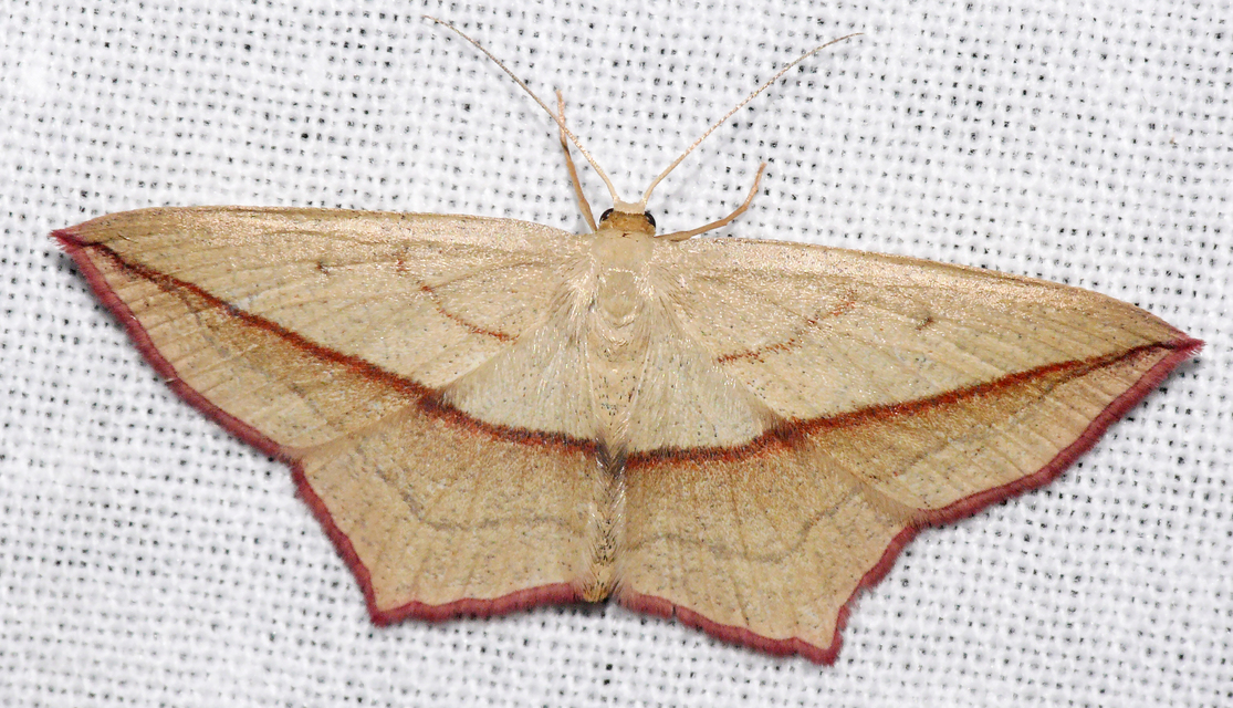 Timandra comae - piroscsíkos csipkésaraszoló