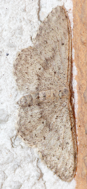 Scopula marginepunctata - pettyes sávosaraszoló