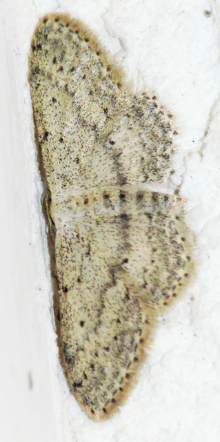 Idaea seriata - szürke apróaraszoló