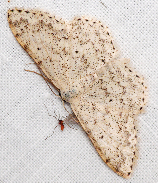 Scopula marginepunctata - pettyes sávosaraszoló