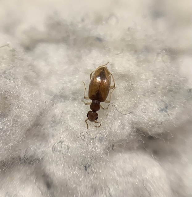 Anthicus schmidtii