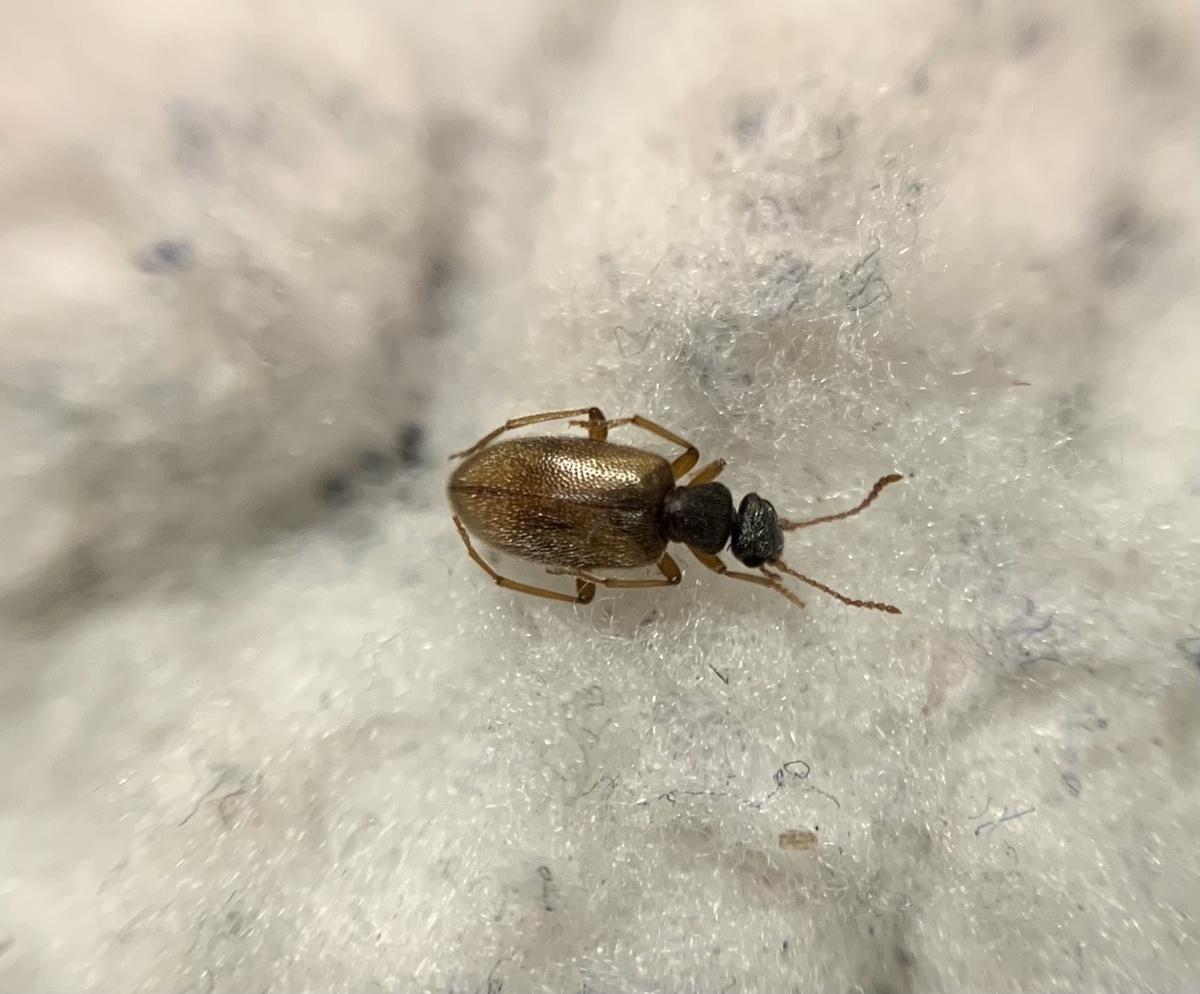 Anthicus sellatus