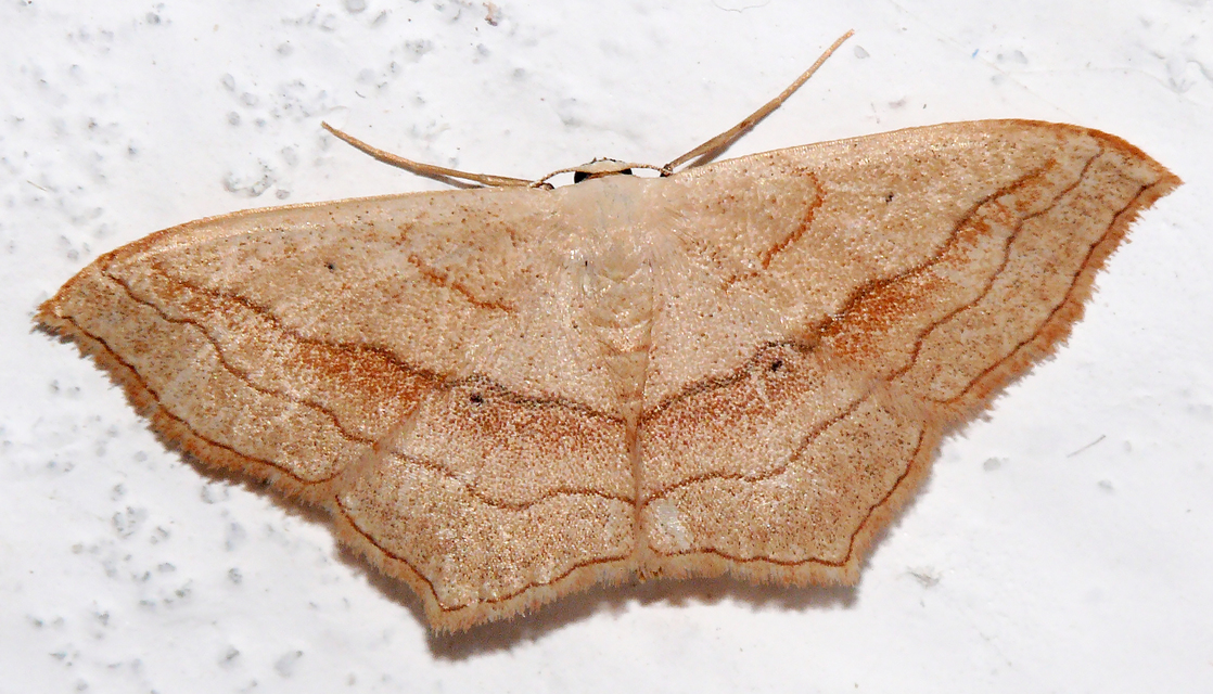 Scopula imitaria
