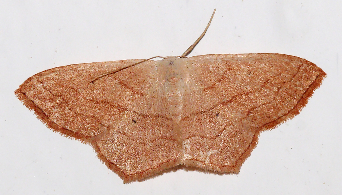 Scopula imitaria