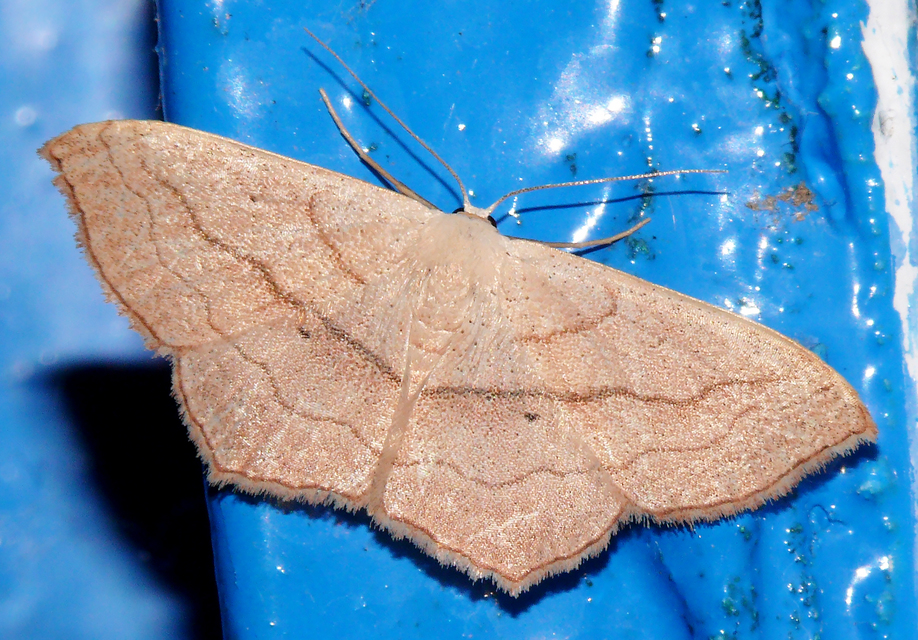 Scopula imitaria