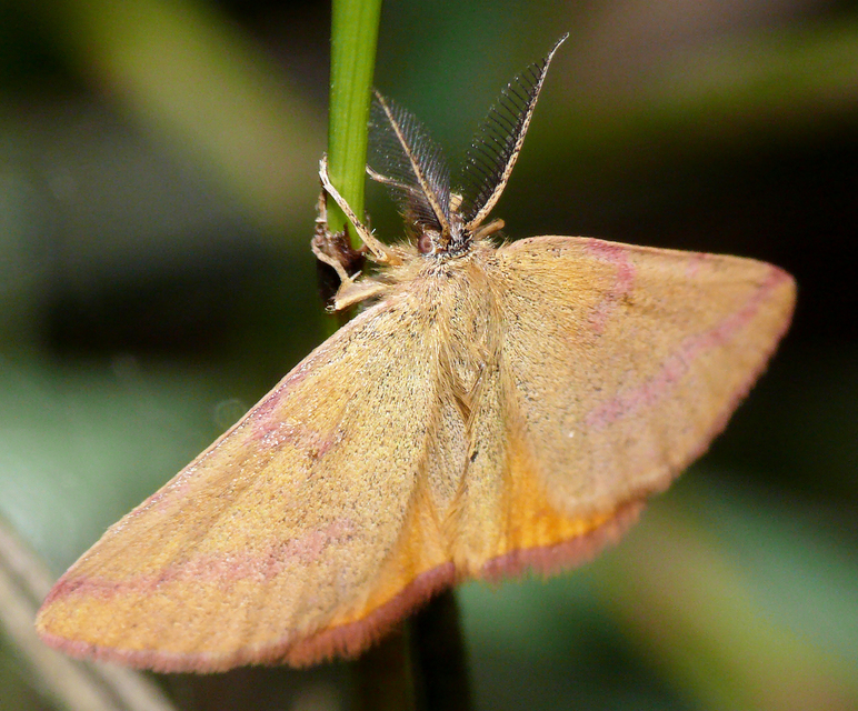 Lythria purpuraria - bíborsávos araszoló