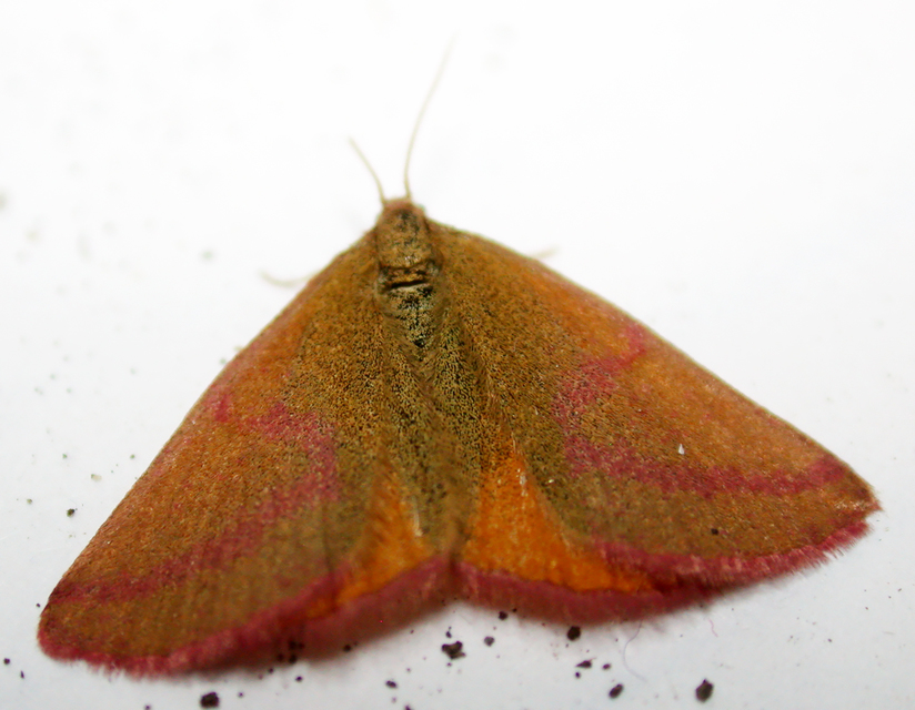 Lythria purpuraria - bíborsávos araszoló