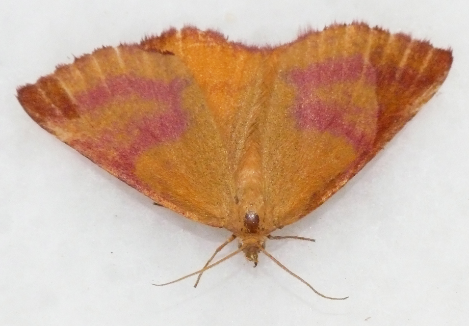 Lythria purpuraria - bíborsávos araszoló