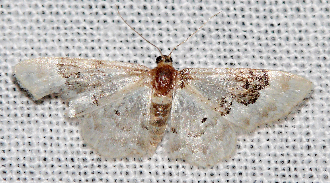 Idaea rusticata - tarka apróaraszoló
