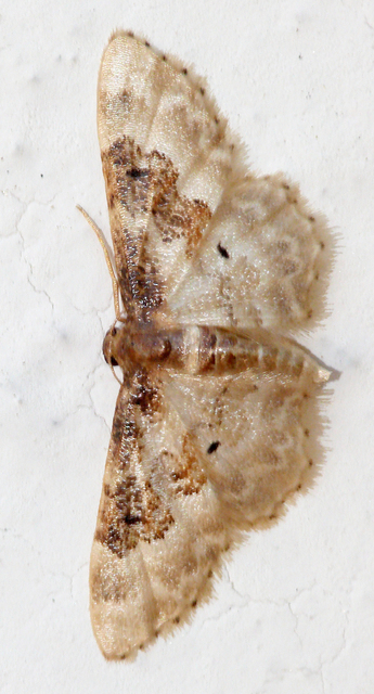 Idaea rusticata - tarka apróaraszoló