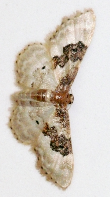 Idaea rusticata - tarka apróaraszoló