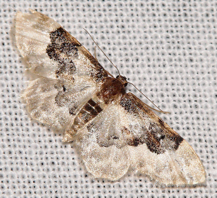 Idaea rusticata - tarka apróaraszoló