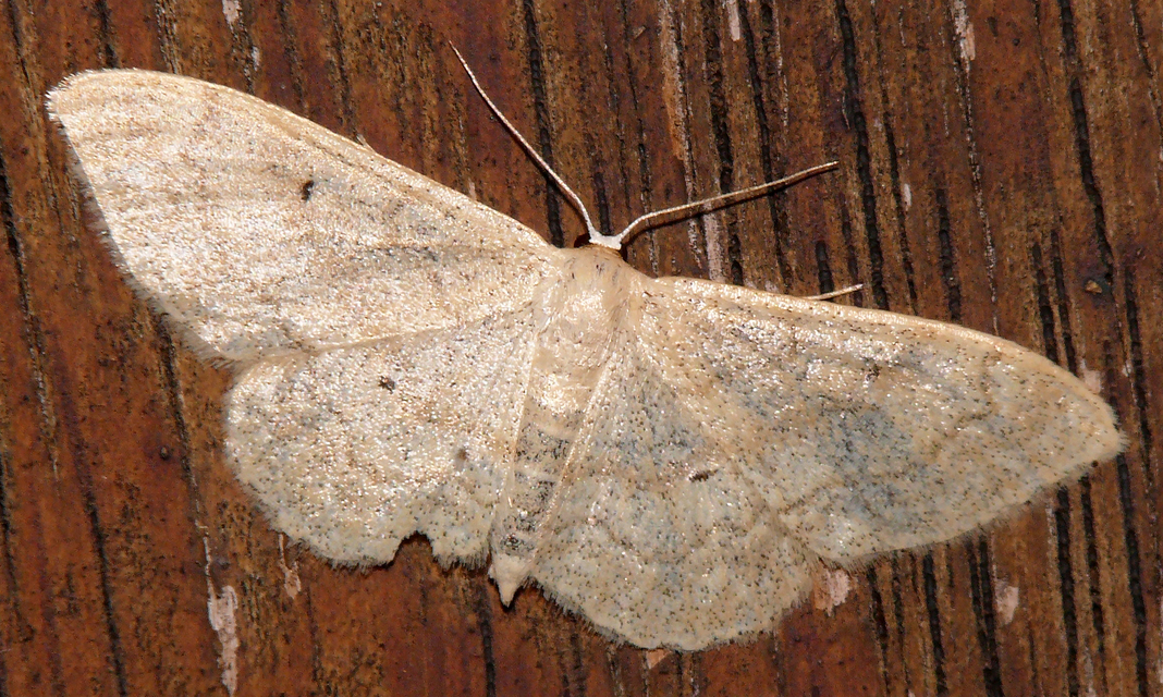 Idaea deversaria - egyszínű sávosaraszoló