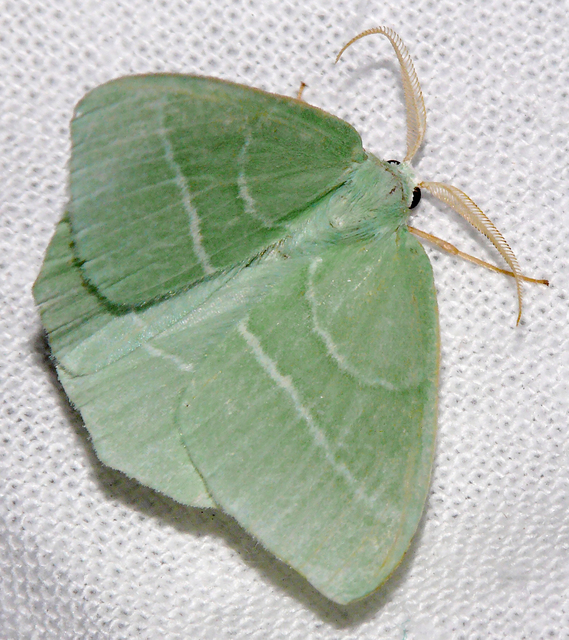 Hemistola chrysoprasaria - kékes zöldaraszoló