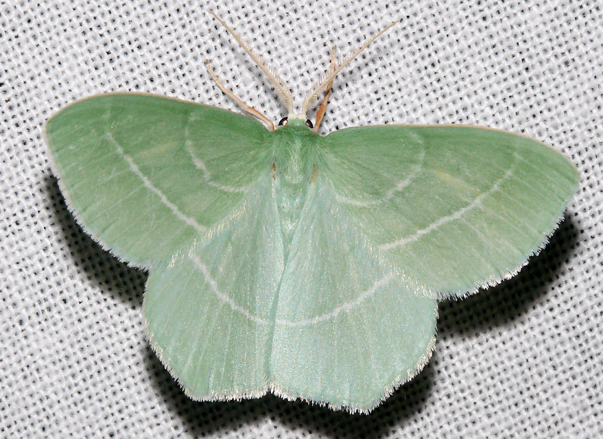 Hemistola chrysoprasaria - kékes zöldaraszoló
