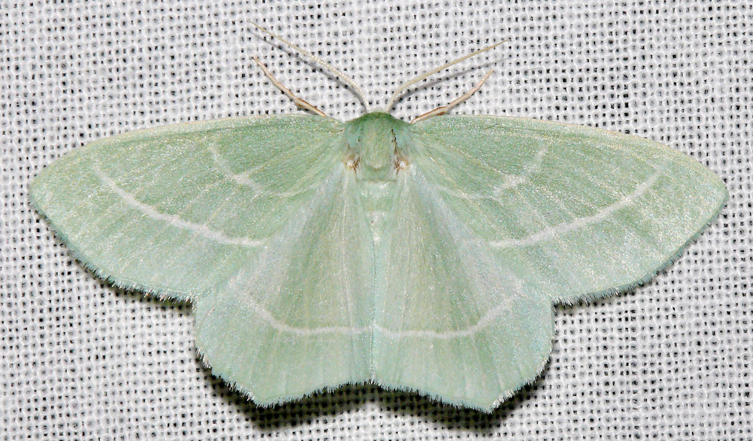 Hemistola chrysoprasaria - kékes zöldaraszoló