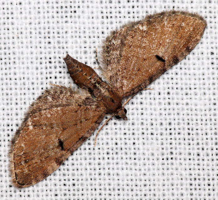 Eupithecia absinthiata - üröm-törpearaszoló