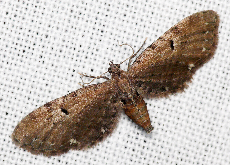 Eupithecia absinthiata - üröm-törpearaszoló